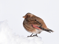 20180213 - 170500 - Atlasbergvink - Ton Renniers