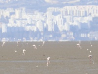 2019-10-05 14h06m32 - Portugal - Flamingos - GM Flamingo's en de skyline van Lissabon