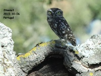 2019-10-06 10h16m00 - Portugal - Steenuil - CR