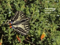 2019-10-07 10h01m00 - Portugal - Koninginnepage - CR