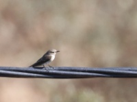 2019-10-08 11h38m10 - Portugal - Grauwe vliegenvanger - GM