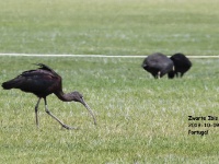 2019-10-09 10h16m00 - Portugal - Zwarte Ibis - CR