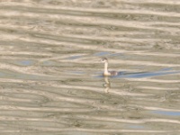 2019-10-09 10h36m48 - Portugal - dodaars weerspiegeling - GM