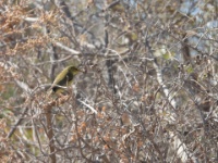 2019-10-09 11h11m03 - Portugal - Iberische tjiftjaf