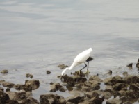 2019-10-10 08h35m00 - Portugal - Kleine zilverreiger