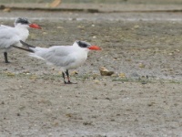 2019-10-11 09h47m00 - Portugal - Reuzenstern - CR