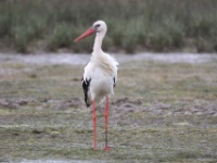 2019-10-11 10h00m47 - Portugal - Ooievaar - JvK