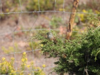 2019-10-12 12h12m00 - Portugal - Cirlgors
