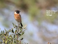 2019-10-12 12h13m00 - Portugal - Roodborsttapuit - CR