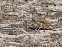2019-10-12 12h17m00 - Portugal - Kuifleeuwerik - CR