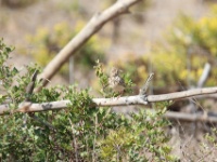 2019-10-12 13h15m19 - Portugal - Kalanderleeuwerik - JvK