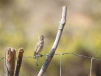 2019-10-12 13h24m27 - Portugal - Vrouwtje gors - JvK