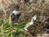 2019-10-12 14h02m00 - Portugal - Beflijster - CR