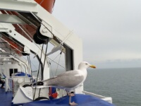 2024-06-18 17h50m46 Engeland - - Jikke Lont