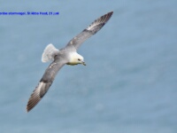 2024-06-21 11h05m58 Engeland - - Ton Renniers
