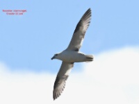 2024-06-22 12h20m30 Engeland - - Ton Renniers