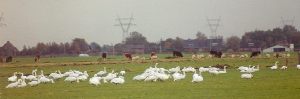 Kleine Zwanen in de Lagewaard