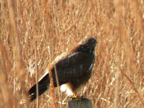 Buizerd