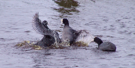 Meerkoeten in gevecht