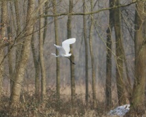 2017-02-11 15h29m38 Amalia - C=De opening - Grote witte reiger - Margot Klingers