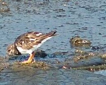 030920 Brouwersdam - Steenloper - MoVl