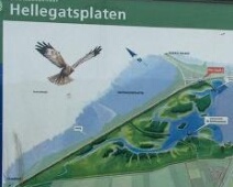 040418 Steltloperscursus - Hellegatsplaten - MoVl - T