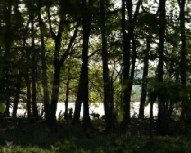 080511 7h13 Leersumse Veld - Ree - RoEv
