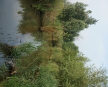 080608 08h30 Oostvaardersplassen