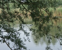 080608 08h33 Oostvaardersplassen