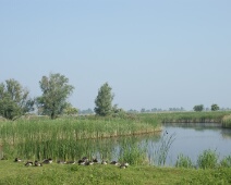 080608 09h38 Oostvaardersplassen