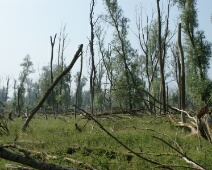 080608 09h50 Oostvaardersplassen