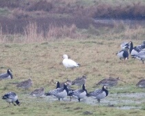 20091230 Ross'gans - Koudekerse inlaag - LoWe