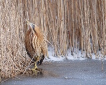 20100211 Roerdomp - - LoWe