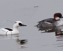 20100221 Nonnetje - Arkeheemse polder - LoWe