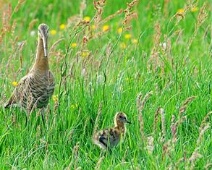 20100424 Wilck - Grutto