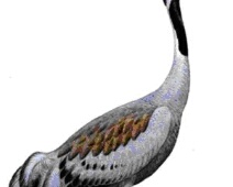 20110315-Kraanvogel
