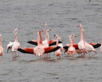 2018-02-03 14h40m45 Ganzenexcursie - flamingo's- GvdM