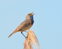 2019-Blauwborst-KoKa