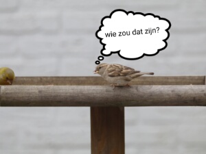 2019 Vogelcursus beginners
