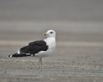 2020-01-25 14h45m50 - Zeeland - Ganzenexcursie - GvK Grote mantelmeeuw - De vleugels zijn zoveel zwarter dan die van andere meeuwen