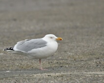 2020-01-25 14h46m51 - Zeeland - Ganzenexcursie - GvK Zilvermeeuw