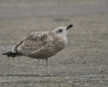 2020-01-25 14h47m10 - Zeeland - Ganzenexcursie - GvK Atlijd lastig die jonge meeuwen. Wie weet wat dit is?