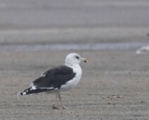 2020-01-25 14h48m40 - Zeeland - Ganzenexcursie - GvK