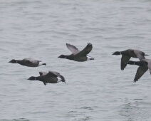 2020-01-25 15h10m04 - Zeeland - Ganzenexcursie - GvK Rotganzen in snelle vlucht
