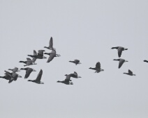 2020-01-25 15h21m52 - Zeeland - Ganzenexcursie - GvK