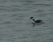 2020-01-25 15h34m31 - Zeeland - Ganzenexcursie - GvK