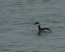 2020-01-25 15h35m29 - Zeeland - Ganzenexcursie - GvK