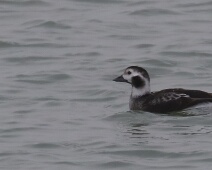 2020-01-25 15h35m34 - Zeeland - Ganzenexcursie - GvK