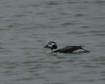 2020-01-25 15h37m27 - Zeeland - Ganzenexcursie - GvK