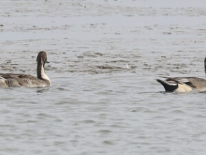2023-10-07 - Texel
